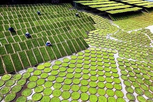  “茶因不饮而凉，人因不惜而散”这句话出自哪里？