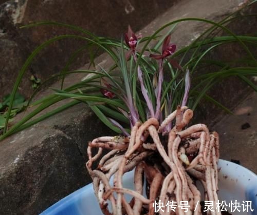 这三种兰花，花旺人更旺，花红浓香，百看不厌，是冬日养兰首选