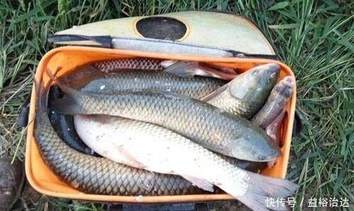 经验丰富|经验丰富的老渔夫,大多用这种方式钓草鱼