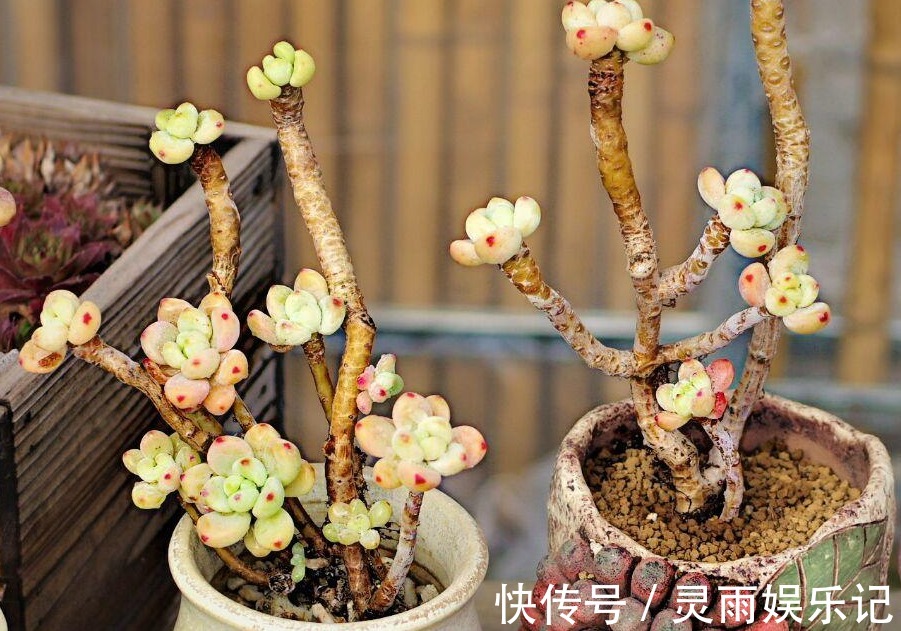 天气渐热,盆栽多肉这3地方该小心了,不然度夏难、化水易