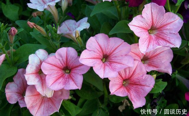 4种花花开媲美玫瑰,花朵姿态万千,价格便宜入手不亏