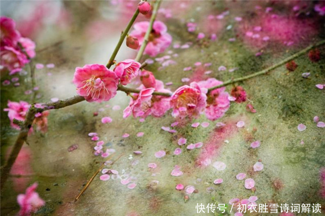 雨后|早春落梅花8则，共赏落梅飘飘之美，山花开满谷，林香动落梅