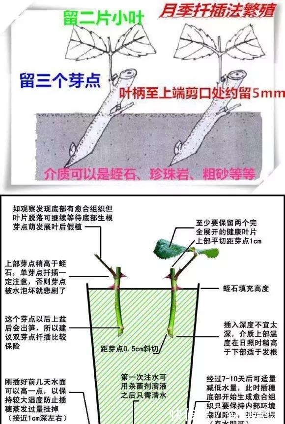 2种扦插法,插什么活什么,养花人都要会,新手也能做得好!