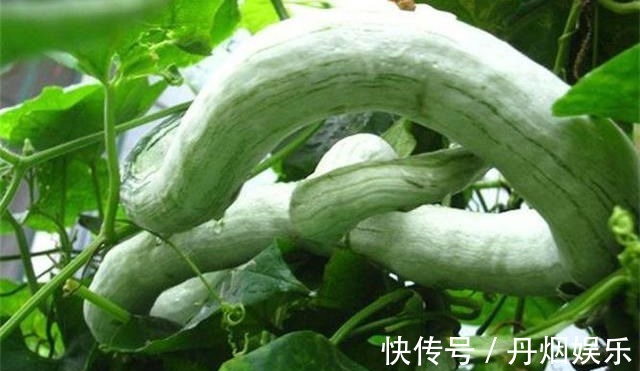 蛇瓜|想长寿全靠吃,3种食物离不开,排毒养颜,滋润身体!