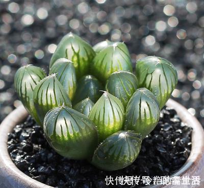 养护|推荐6款多肉植物,皮实又好养,是家庭盆栽佳品,适合新手!