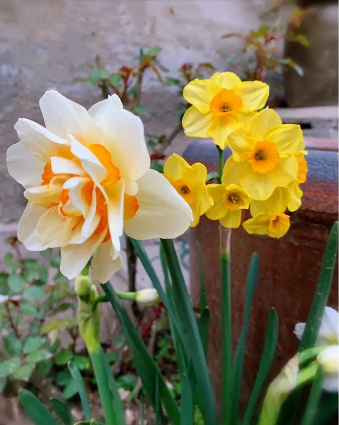 秋天|秋天必养的11种花，冬天特别耐寒，南北方都能养