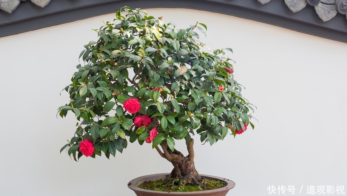 盆景的养护工作中,频繁出现徒长枝,4点原因要牢记,及时改正