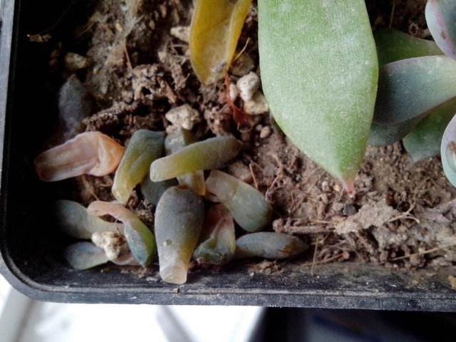 多肉一化水就死,邻居奶奶这样处理,才第三天叶子就翠绿了