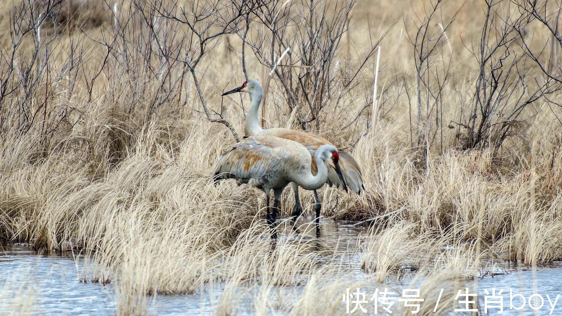 天资聪颖|稍微努努力，便能做出一番“成就”的生肖，天资聪颖悟性高