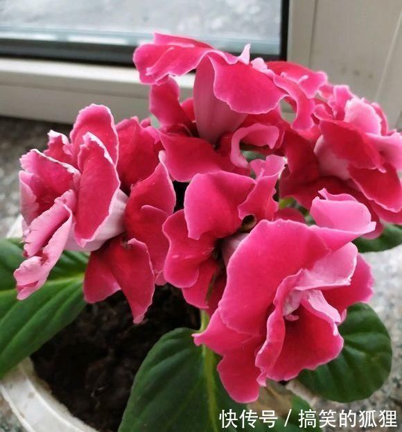 杜鹃花|5种花叫做“度夏难”,到了夏天就黄叶干枯,花友年年养年年买