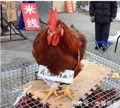 |搞笑图片幽默段子笑话:这千手观音第一次见,想必是个做菜能手