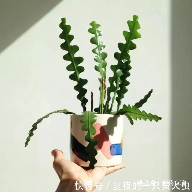 特别小众的13种奇特观赏盆栽，适合养在桌面上，看着都想养几盆