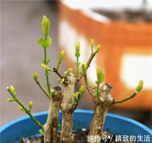 养茉莉花，春天有3件事赶快做，晚了小心不开花！
