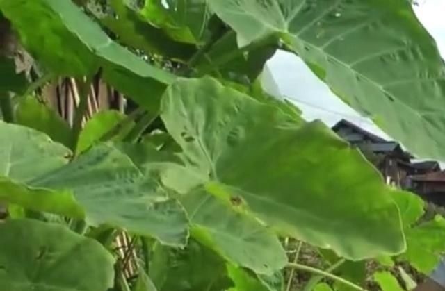 芋禾|农村地区的这种野菜,很多人以为都不能吃,其实清炒出来特别美味