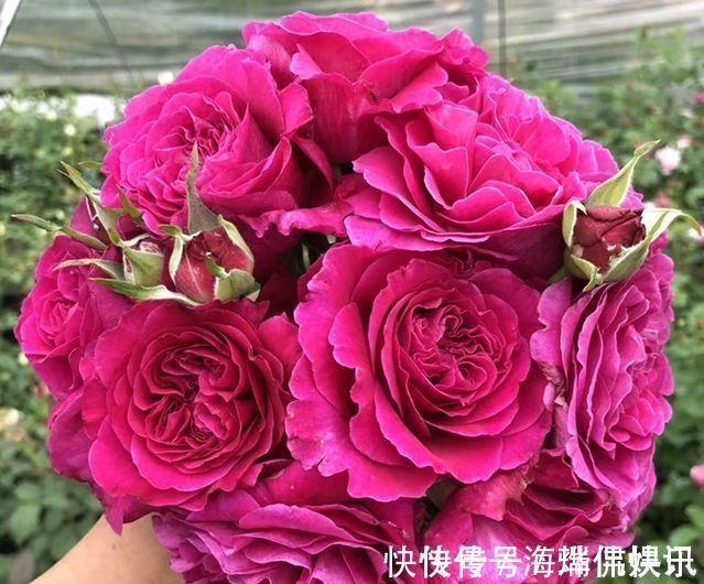 喜欢玫瑰,就养盆珍稀品种“女人香气”,丰腴婀娜,娇嫩柔和!