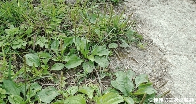 价值|人称“尿床草”,生于路旁,但价值很高,路过请尽量不要踩踏