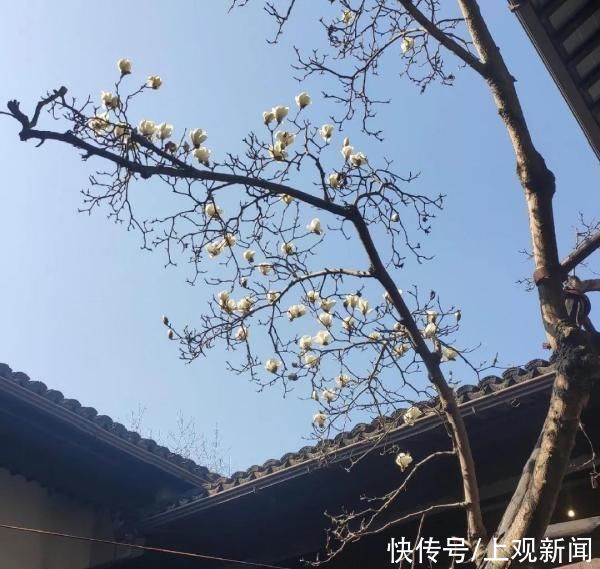 上海最年长的白玉兰树在哪里？盛放在市郊这处纪念馆里