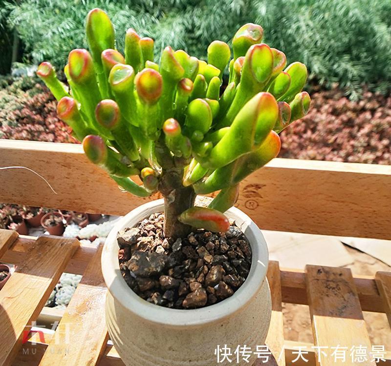 贵气|7种“有钱花”,贵气又大气,招财又旺财,人见人爱