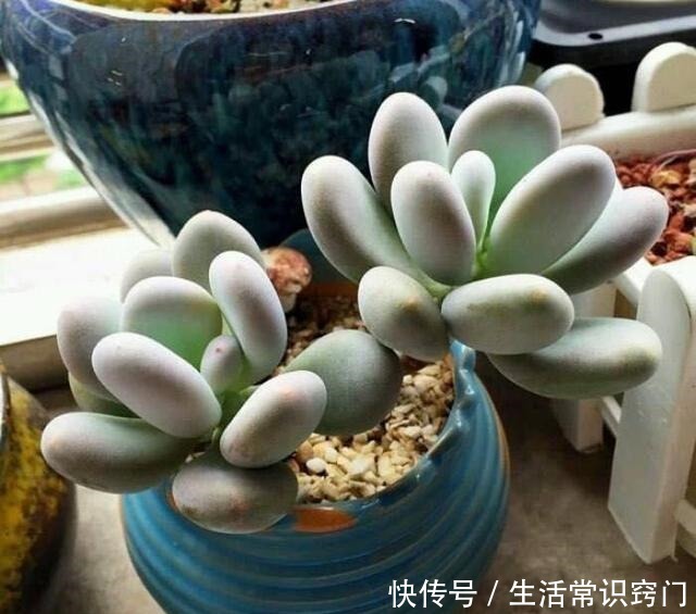 萌多肉再来一款，仅次桃蛋的粉，就属白美人啦！