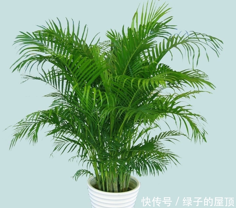 房间总是飘散灰尘,试试养这几种植物,轻松去除灰尘