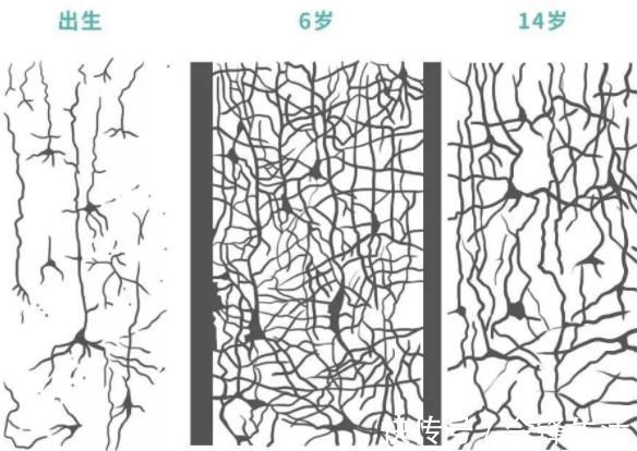 研究发现|哈佛研究发现孩子10岁前，有3次“变聪明”的机会