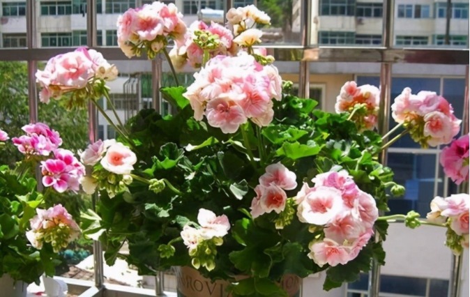 阳台上|阳台养天竺葵有技巧，掌握住3点，盆栽事半功倍