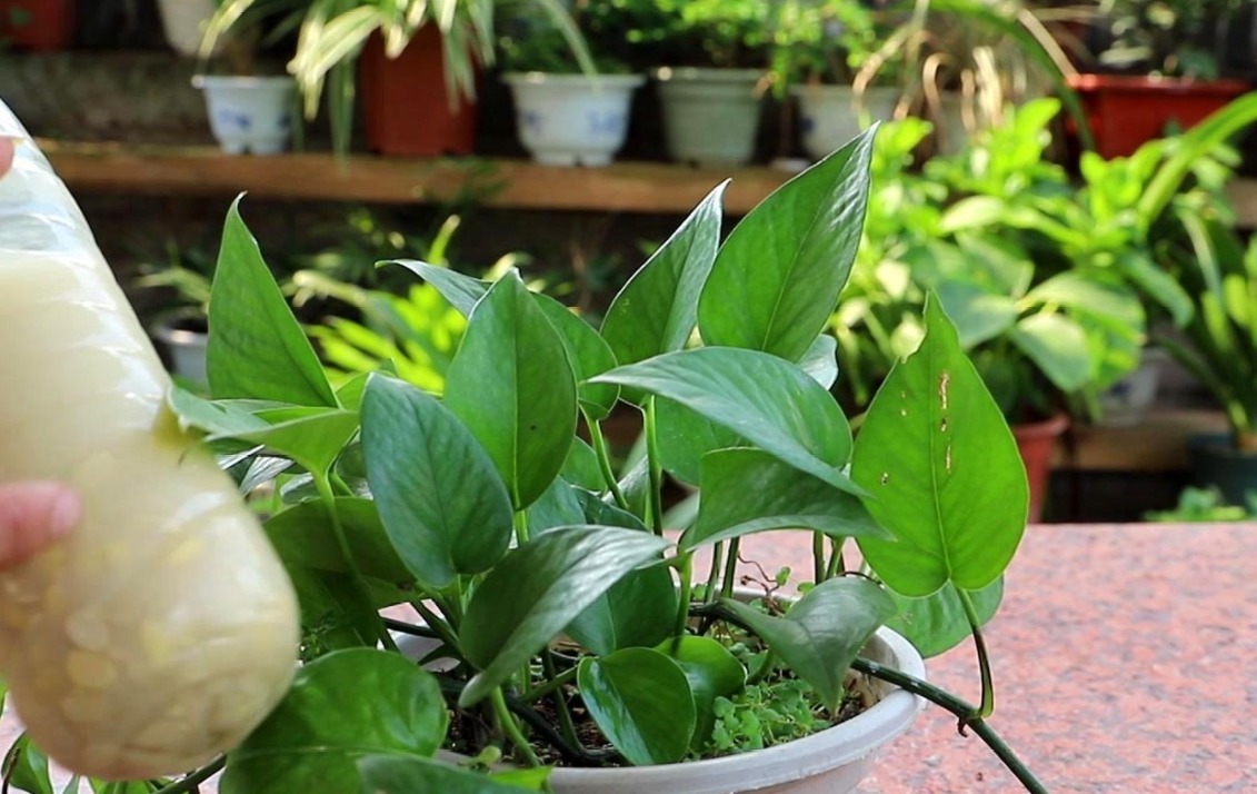 浇灌|天热养花补水，用这3样，枝叶干净油绿，根须健壮发达