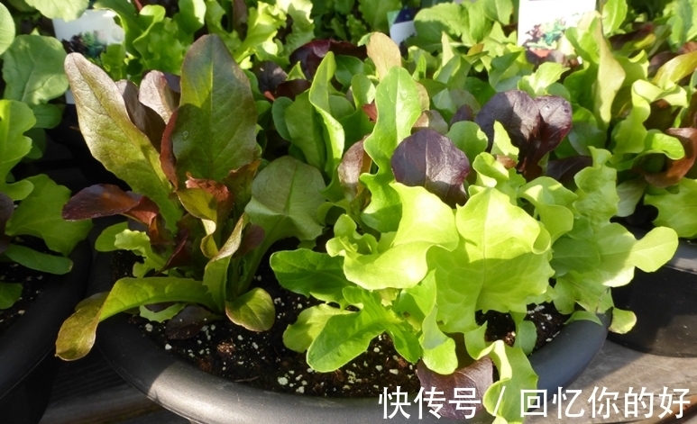 养花种草,土壤结冰该怎么办?马上换盆土,一刻都不要多等