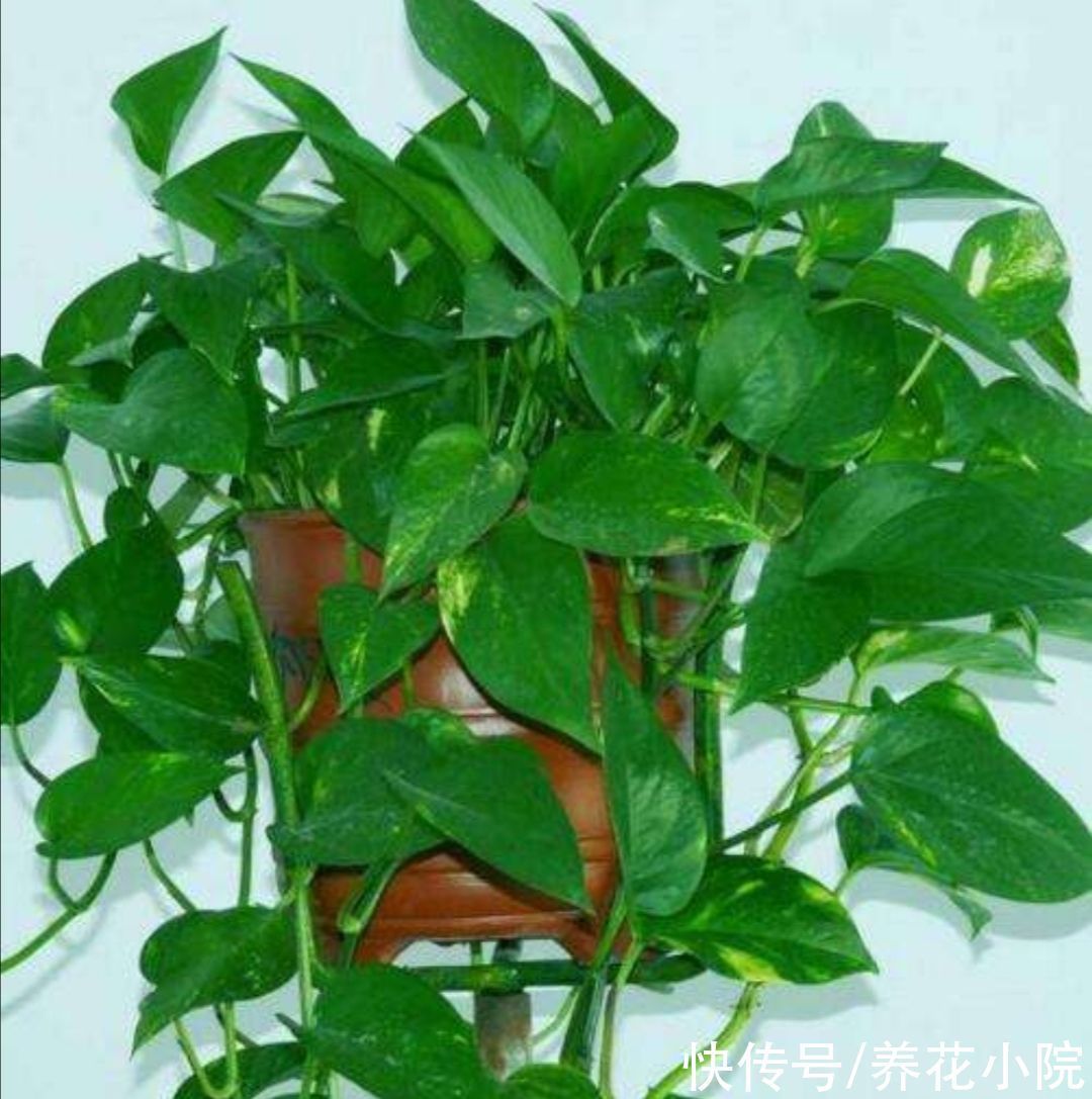 有害气体|养了多年的绿萝,才知道是有毒植物,还能不能放在室内养了?