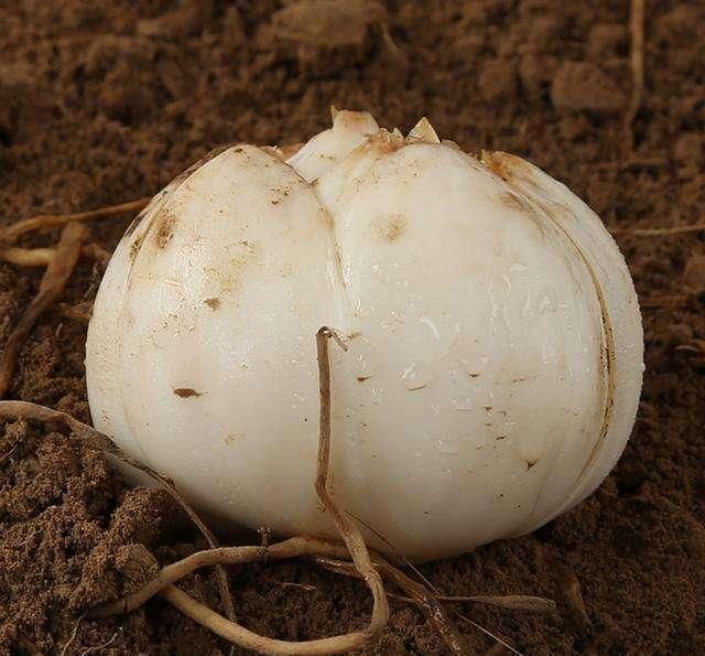  别嫌它丑, 却是肝脏“解毒王”, 开水里放一点, 肝病和你说拜拜