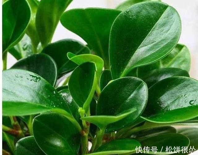 铜钱草|这些盆栽不用管就能长势喜人，吊兰最任性，随便扔个地方都能活