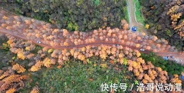 漫山|「曾家山」“多彩曾家山，浪漫红叶季”