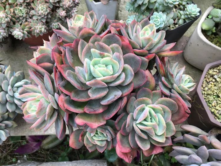 养多肉会上瘾，3年养了500多盆，既美化了环境又愉悦了心境！