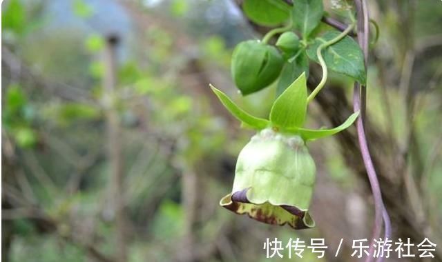 四叶参|农村一植物，人称“四叶参”，和人参齐名，价值珍贵，遇到要珍惜