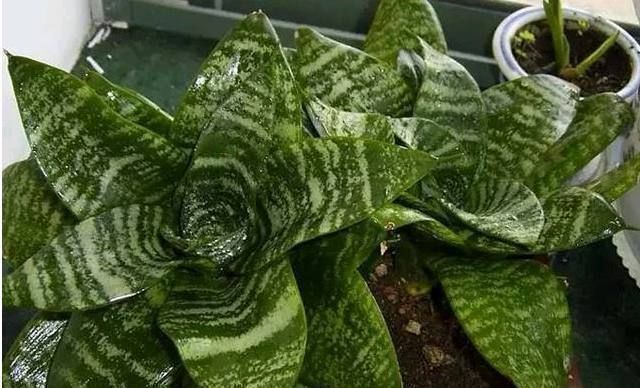 公公养虎皮兰有妙招,在花盆加这点东西,保准叶片翠绿侧芽不断