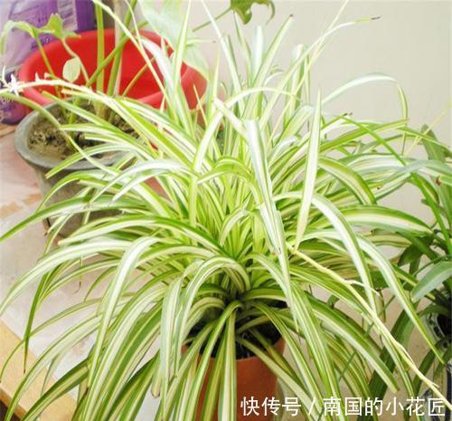 枝繁叶茂|5种吊兰,好养护颜值高,家里养一盆,四季枝繁叶茂!