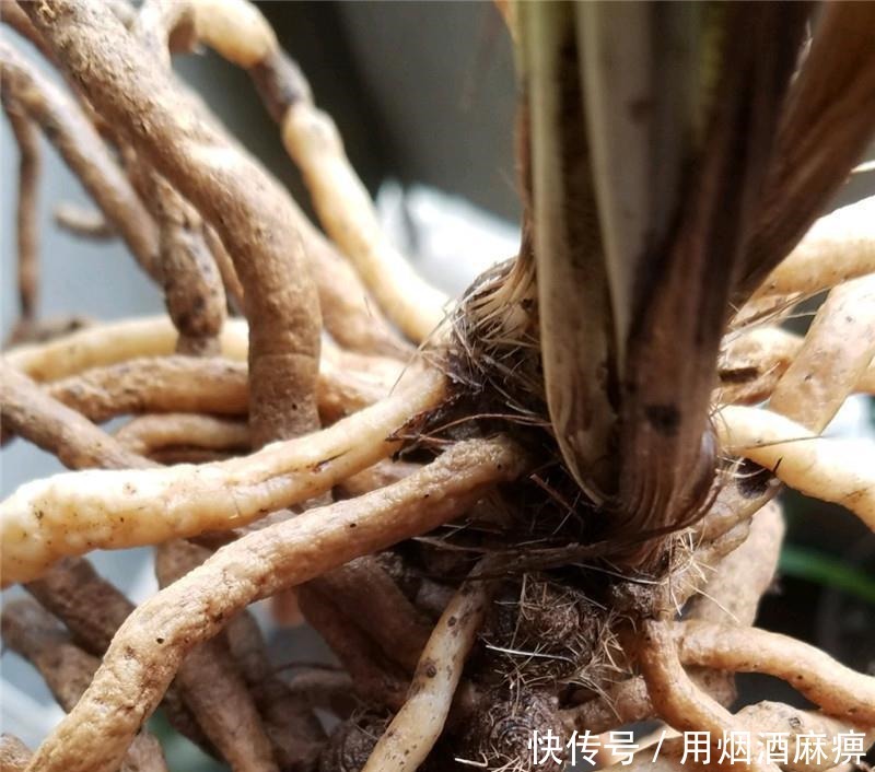 卢头|兰花根上“5个螺”,近看“老卢头”,赶紧剪掉保命!