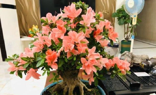 家中常见的6种花是“醋罐子”，多浇点酸水，叶子才能绿得发亮