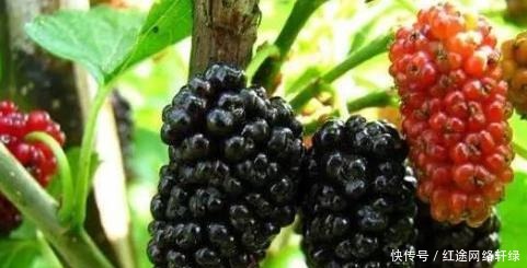 求救|身上4处发黑,说明肝脏在“求救”,多吃补肝水果,预防肝病