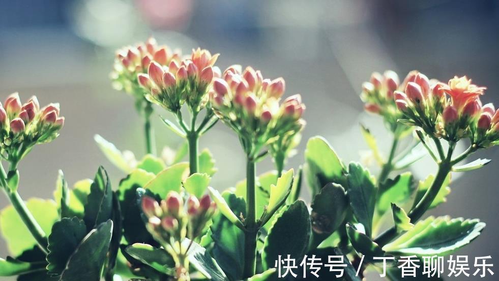 爆盆|长寿花这样养,轻轻松松爆盆,一年四季赏花不断