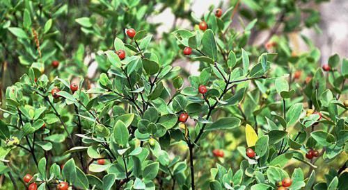 草药|这野草很像人参,农民当杂草除掉,殊不知是皇帝常用的“鬼辣椒”