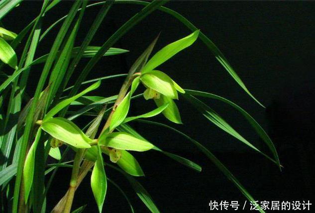 最佳|新手养兰花,有6大禁忌,很多人都忽视了