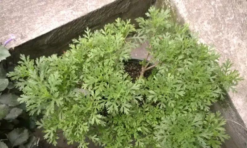 花开败后,手痒剃了个头,剃完就开花,一直剪一直开!