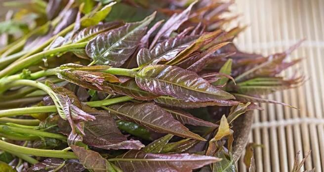 “野”味诱人也要留个心！防范野菜中毒这些一定要看