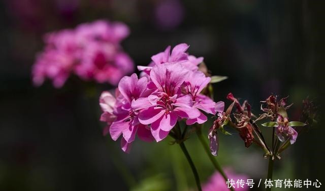 天竺葵“散漫无型”用上3个方法，不但株型优美，开花还格外多！