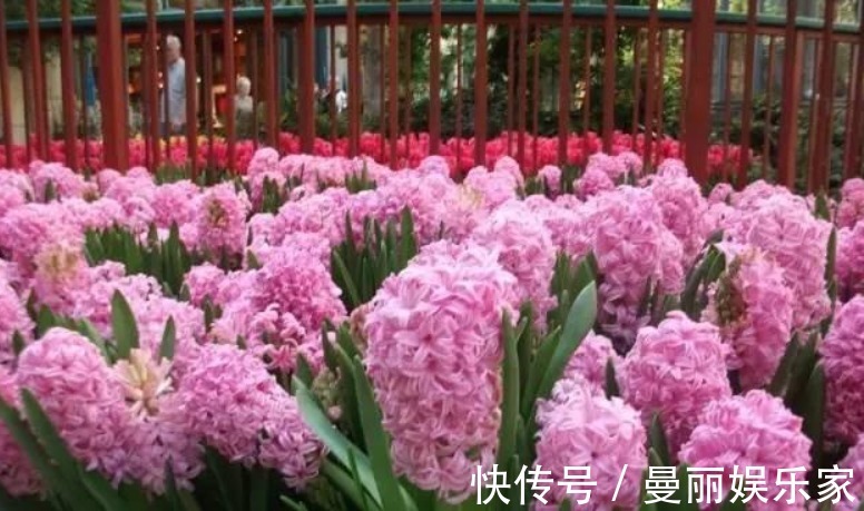 茶水|养花的五大误区，避免这五大错误，你养的花年年开爆阳台