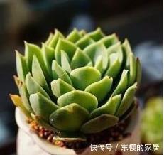 浇大水|多肉不服盆怎么办?教你6个小秘方