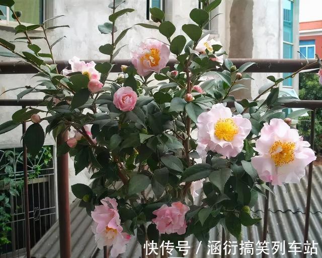 玉树|天气冷,六种花要“干养”,少水多晒才健壮,养成老桩更旺家