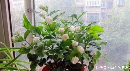 养茉莉花,盆里埋1个“家家有的它”,花朵层层叠叠,清香又淡雅!
