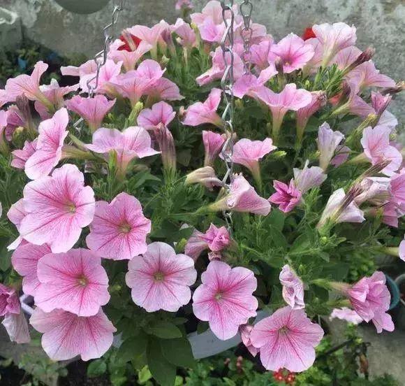 长寿月季花后赶紧剪一刀,剪完就开花,一直剪一直开!